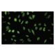 NFX1 Antibody (Y-14) - Immunofluorescence - Image 35749 