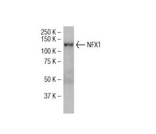 NFX1 Antibody (Y-14) - Western Blotting - Image 34338 