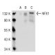 NFX1 Antibody (Y-14) - Western Blotting - Image 54490