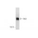 NG2 Antibody (F-12) - Western Blotting - Image 68327