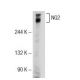 NG2 Antibody (G-9) - Western Blotting - Image 72806