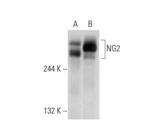 NG2 Antibody (G-9) - Western Blotting - Image 72933 