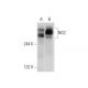 NG2 Antibody (G-9) - Western Blotting - Image 72933 