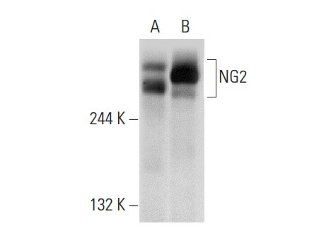 mi様ブラック2 AIM2 Antibody (3C4G11) | SCBT - Santa Cruz Biotechnology