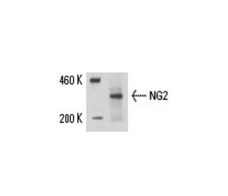 NG2 Antibody (LHM 2) - Western Blotting - Image 15830 