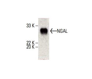 NGAL Antibody (H-4) - Western Blotting - Image 395669