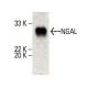 NGAL Antibody (H-4) - Western Blotting - Image 395669