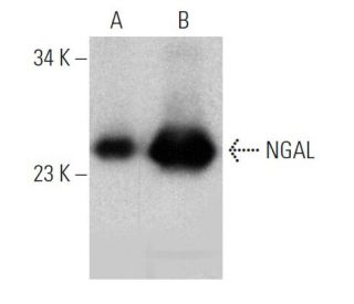 western blotting image from recommended NGAL (H-7) monoclonal antibody replacement. Image 370777