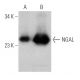western blotting image from recommended NGAL (H-7) monoclonal antibody replacement. Image 370777