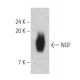 NGF Antibody (B-4) - Western Blotting - Image 399406