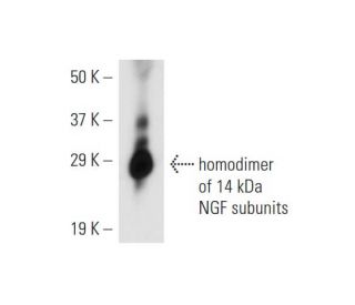 NGF Antibody (NGF30) - Western Blotting - Image 11110