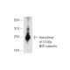 NGF Antibody (NGF30) - Western Blotting - Image 11110