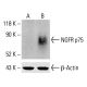 NGFR p75 Antibody (0.N.469) - Western Blotting - Image 413308