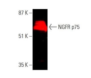 ngfr-p75-antibody-b-1-western-