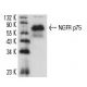 NGFR p75 Antibody (G-5) - Western Blotting - Image 4369 