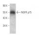 NGFR p75 Antibody (G-5) - Western Blotting - Image 377299