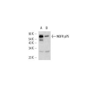NGFR p75 Antibody (H-6) - Western Blotting - Image 12827