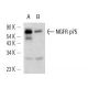 NGFR p75 Antibody (H-6) - Western Blotting - Image 12827