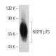 NGFR p75 Antibody (MC-192) - Western Blotting - Image 14717