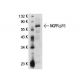 NGFR p75 Antibody (NGFR5) - Western Blotting - Image 21321