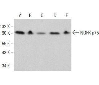 NGFR p75 Antibody (5H1) - Western Blotting - Image 377271Each CRISPR/Cas9 Knockout (KO) Plasmid product consists of a pool of 3 plasmids designed to ensure identification and cleavage of a specific gene for maximum knockout efficiency. Each plasmid encodes a unique 20 nt sequence derived from the GeCKO (v2) library.