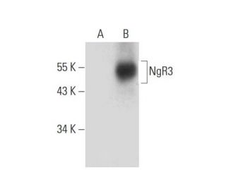 NgR3 Antibody (B-7) - Western Blotting - Image 305836