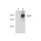 NgR3 Antibody (B-7) - Western Blotting - Image 305836