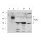 NgR3 Antibody (H-11) - Western Blotting - Image 346505