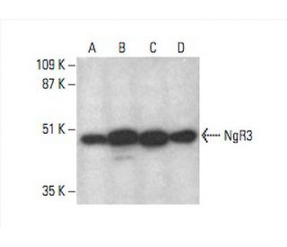 NgR3 Antibody (H-11) - Western Blotting - Image 393091 