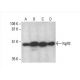 NgR3 Antibody (H-11) - Western Blotting - Image 393091 