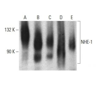 NHE-1 Antibody (54) - Western Blotting - Image 385711 
