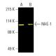 NHE-1 Antibody (B-12) - Western Blotting - Image 397477 