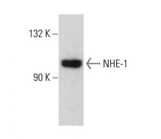 western blotting image from recommended NHE-1 (B-12) monoclonal antibody replacement. Image 384672