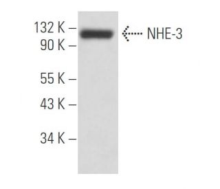 NHE-3 Antibody (4F5) - Western Blotting - Image 15841