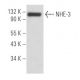 NHE-3 Antibody (4F5) - Western Blotting - Image 15841