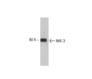 NHE-3 Antibody (53) - Western Blotting - Image 133230 