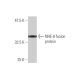 NHE-6 Antibody (2D5) - Western Blotting - Image 349027
