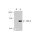 NHE-6 Antibody (2D5) - Western Blotting - Image 352175 