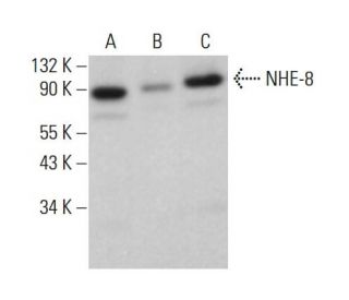 NHE-8 Antibody (7A11) - Western Blotting - Image 378160 