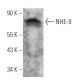NHE-9 Antibody (B-2) - Western Blotting - Image 363263