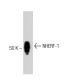 NHERF-1 Antibody (6) - Western Blotting - Image 127530