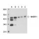 NHERF-1 Antibody (6D364) - Western Blotting - Image 17895 