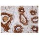 NHERF-2 Antibody (C-2) - Immunohistochemistry - Image 161059 