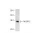 NHERF-2 Antibody (C-2) - Western Blotting - Image 139259 