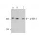 NHERF-2 Antibody (C-2) - Western Blotting - Image 360067