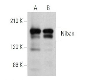 Niban Antibody (F-10) - Western Blotting - Image 368745 