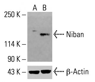 Niban Antibody (F-10) - Western Blotting - Image 414620Each CRISPR/Cas9 Knockout (KO) Plasmid product consists of a pool of 3 plasmids designed to ensure identification and cleavage of a specific gene for maximum knockout efficiency. Each plasmid encodes a unique 20 nt sequence derived from the GeCKO (v2) library. 