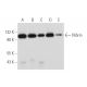 western blotting image from recommended Nibrin (B-5) monoclonal antibody replacement. Image 333816