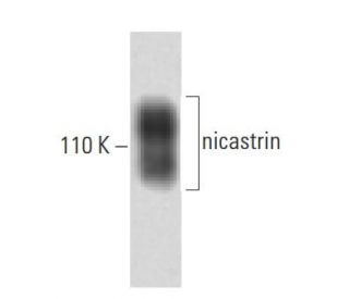 nicastrin Antibody (35) - Western Blotting - Image 60381