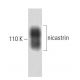 nicastrin Antibody (35) - Western Blotting - Image 60381